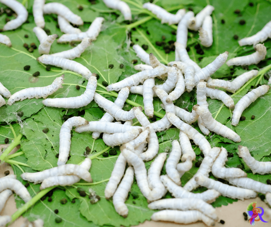 sericulture-farming-in-karnataka-sustaining-a-time-honored-tradition